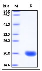 Human SUMO1, His Tag on SDS-PAGE under reducing (R) condition. The gel was stained overnight with Coomassie Blue. The purity of the protein is greater than 95%.